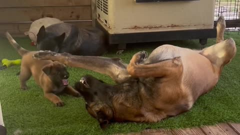 A Malinois Family #puppy #doglife #dog