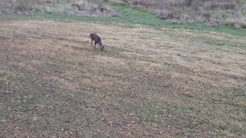 Deer Shot