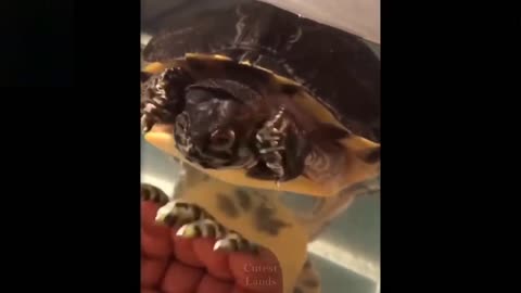 Cute and funny pet videos!!!!