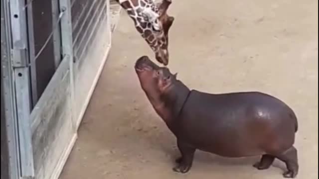 Who is the giraffe greeting with its head down?