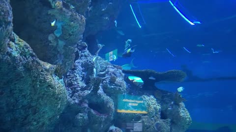 Fishing thia aquarium fish this beautiful