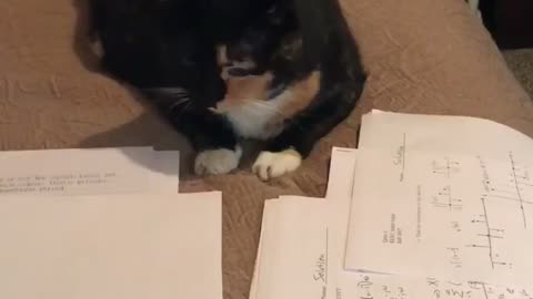 Orange black cat sits on bed and eats homework papers