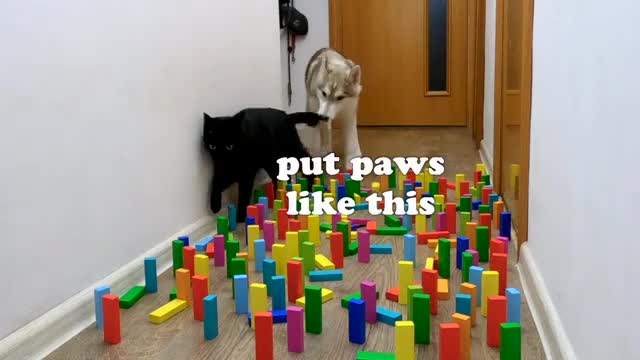 My Сat Helped the Puppy To Overcome an Obstacle! Husky Dogs vs Cats in Domino Obstacle Challenge
