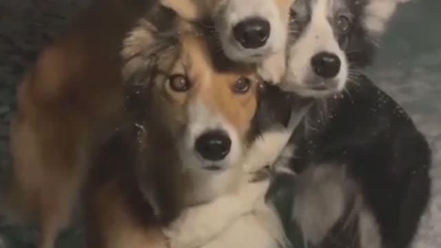 Nice dog