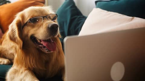 delivering animal food. Dog lays with computer and waiting for order