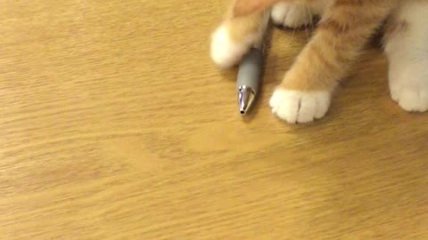 Brave cat fighting with a pen on the desk