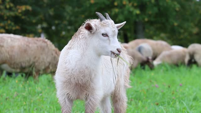 Wonderful goat