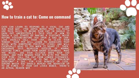 How to Train a Cat to Do 5 Life Changing Things!!