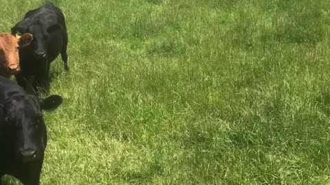 ​48-Young Heavy bred Angus.