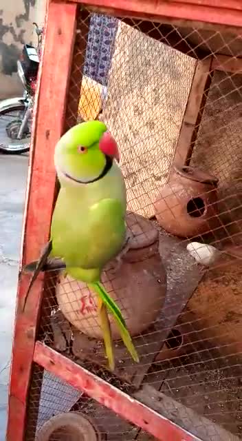 Beautiful parrot talking