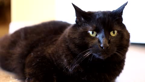Black beautiful cat