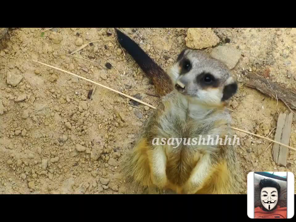 CUTE ANIMALS VIDEO|| ASAYUSHHHHH