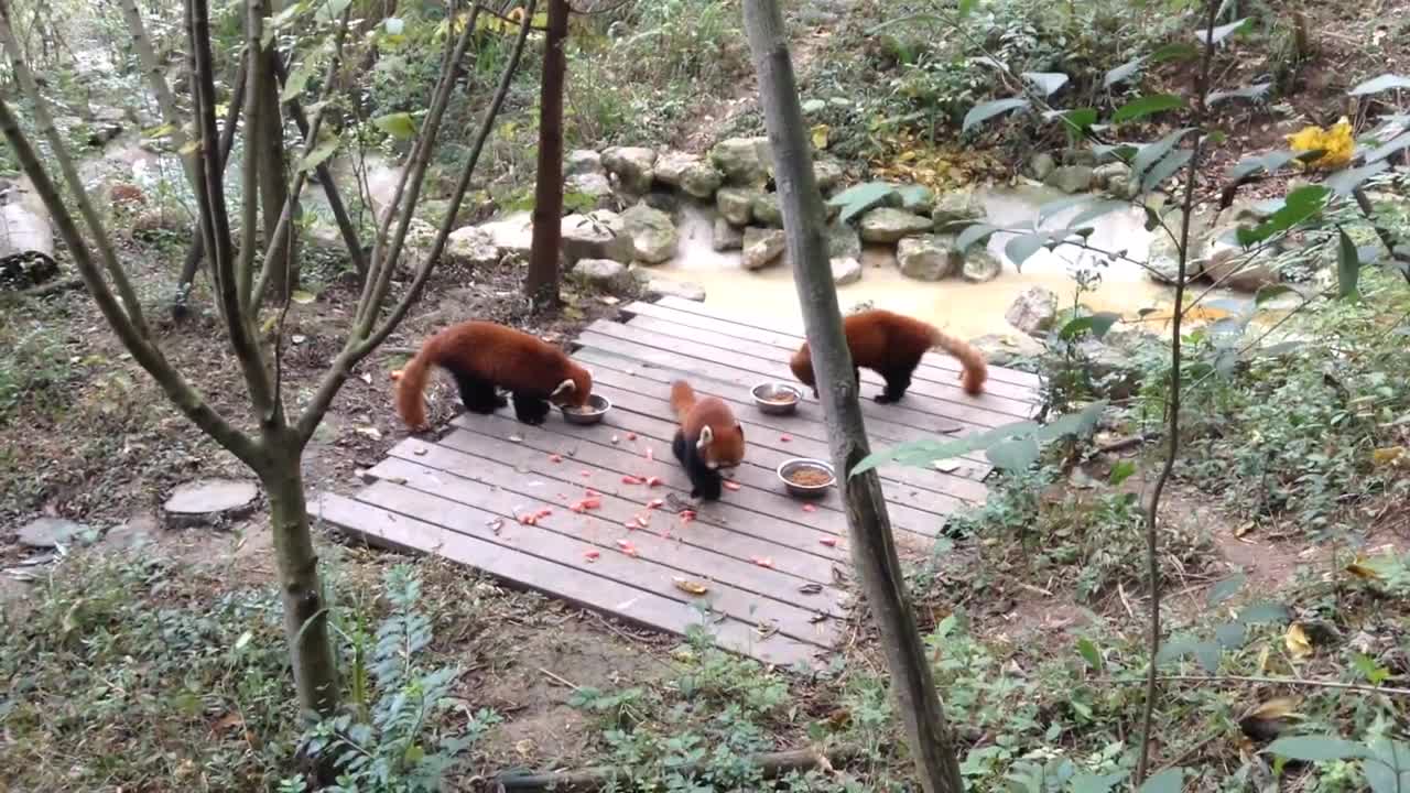 Red Pandas Being friendly