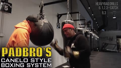 Padbro Canelo Boxing Style System Ad