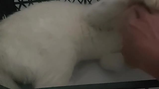 angry kitten