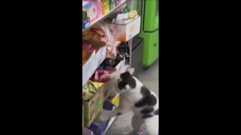 Funny animals - Funny cats / dogs - Funny animal videos 2023
