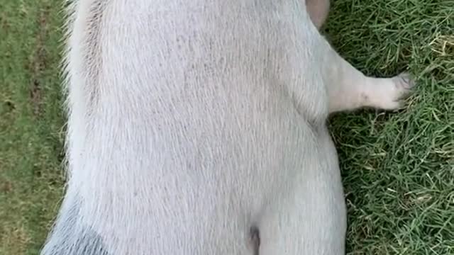 big-time#fyp#foryou#pig