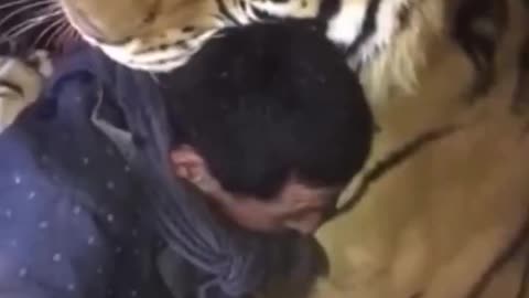 A Tiger Is Never Your Friend