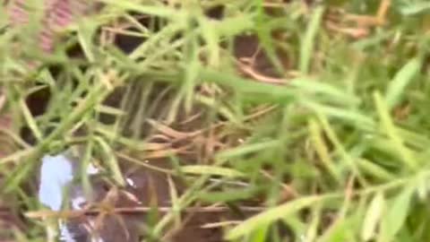 Cat video best off The 2022 kitten'