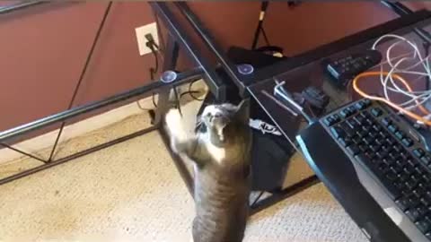 Awesome Pet Animals