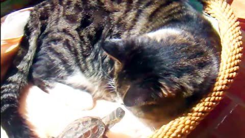 #funnycats #shorts 72-(1080p60)