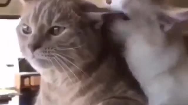 Cute little cats resembles human sweetness! LOL!