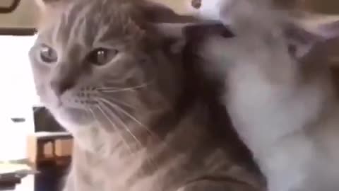 Cute little cats resembles human sweetness! LOL!