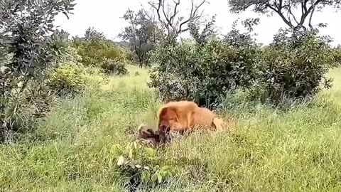 Animals Life
