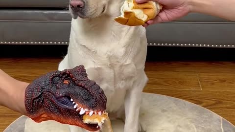 Dog funny video😂