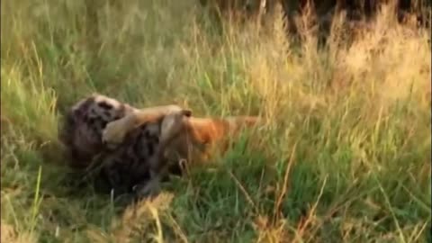 The strongest struggle in the animal world remains lions versus hyenas