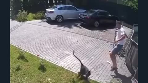 MONKEY TRIES TO TAKE BABY WITH HIM (OMG)