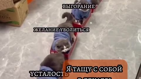 The CAT train