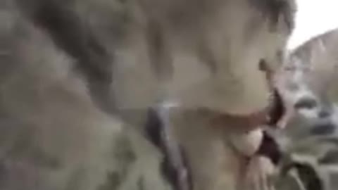 The adorable cat Jay trying to persuade his kittle girlfriend Jeni by giving her kisses