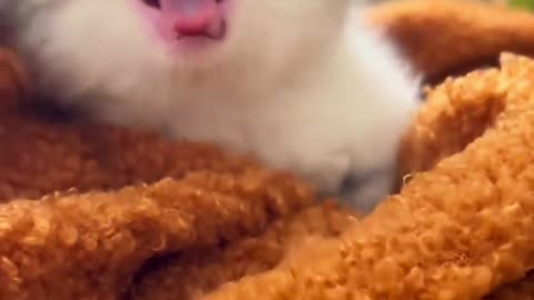 Cute little kitten videos