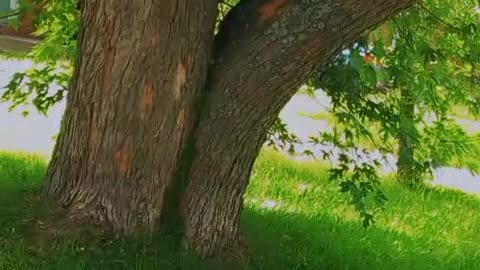 playing Squirrel # Gilheri # Katto