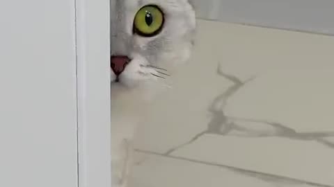 kitty kitty
