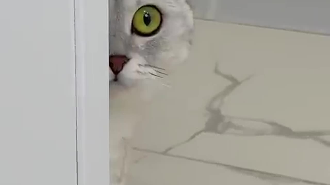 kitty kitty