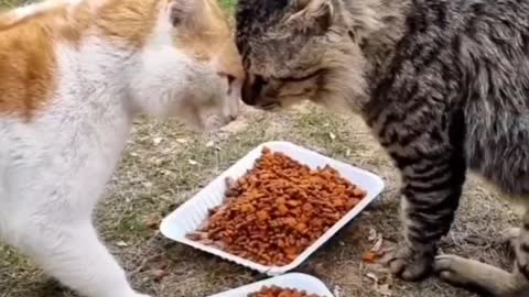 What are they fighting about