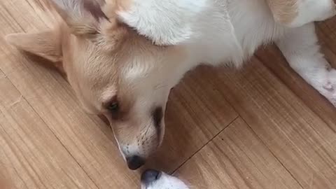 Can't stop laughing animals cats and dogs🐈😺 Cute #68💋🥺