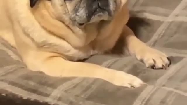 Funny dog 🤣 cute dog 😄 #shorts