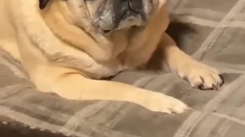 Funny dog 🤣 cute dog 😄 #shorts