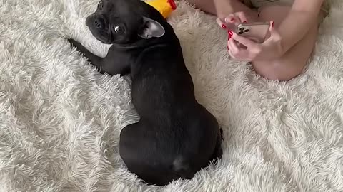 Funny dog#papa voice#🤣😂😂😂🙆🐕🐕😂😂 viral#