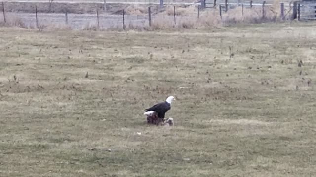 American Bald Eagle scavenger on deer kill in Iowa
