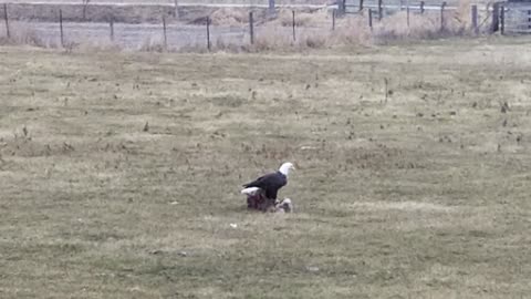 American Bald Eagle scavenger on deer kill in Iowa
