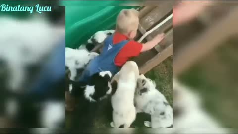Funny Dog Videos Lucu Puppy Funny - Compilation ❤️