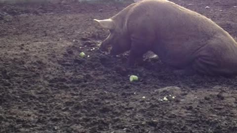 A pig,a zucchini