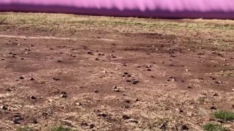 "THEY ARE EVERYWHERE" Plague of Mice SWEEPING Australia!!