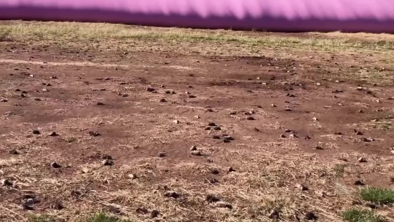 "THEY ARE EVERYWHERE" Plague of Mice SWEEPING Australia!!