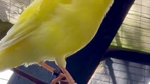Canary bird singing #birds #bird Bird sounds and bird song