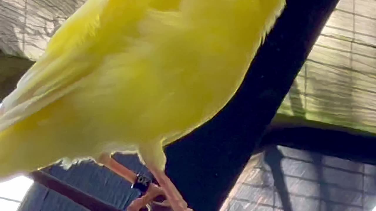Canary bird singing #birds #bird Bird sounds and bird song